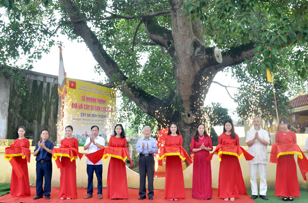 Hà[-]Nam:Cây[-]Đa[-]hơn[-]200[-]năm[-]ở[-]Đền[-]Thượng[-]được[-]công[-]nhận[-]là[-]Cây[-]Di[-]sản[-]Việt[-]Nam